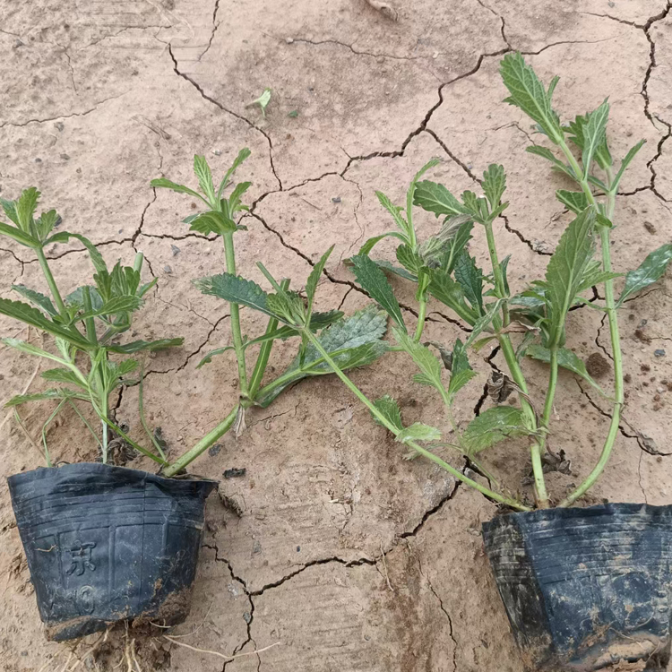 柳叶马鞭草苗 绿化植被  江瑞园艺 柳叶马鞭草行情