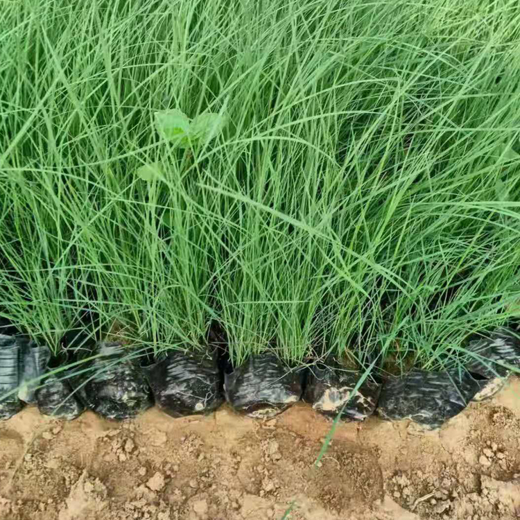 江瑞园艺观赏用粉黛乱子草  粉黛乱子草出售  绿化植被