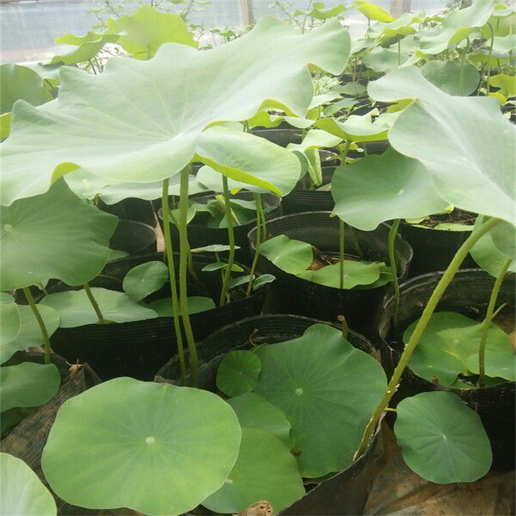 公园绿化荷花小苗 厂家供货盆栽荷花 挺水植物江瑞直批