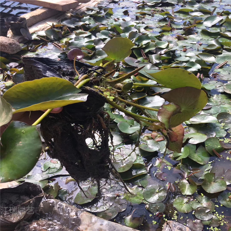 大型观赏水生植物睡莲基地 绿化睡莲花色美丽 亭亭玉立 江瑞发货