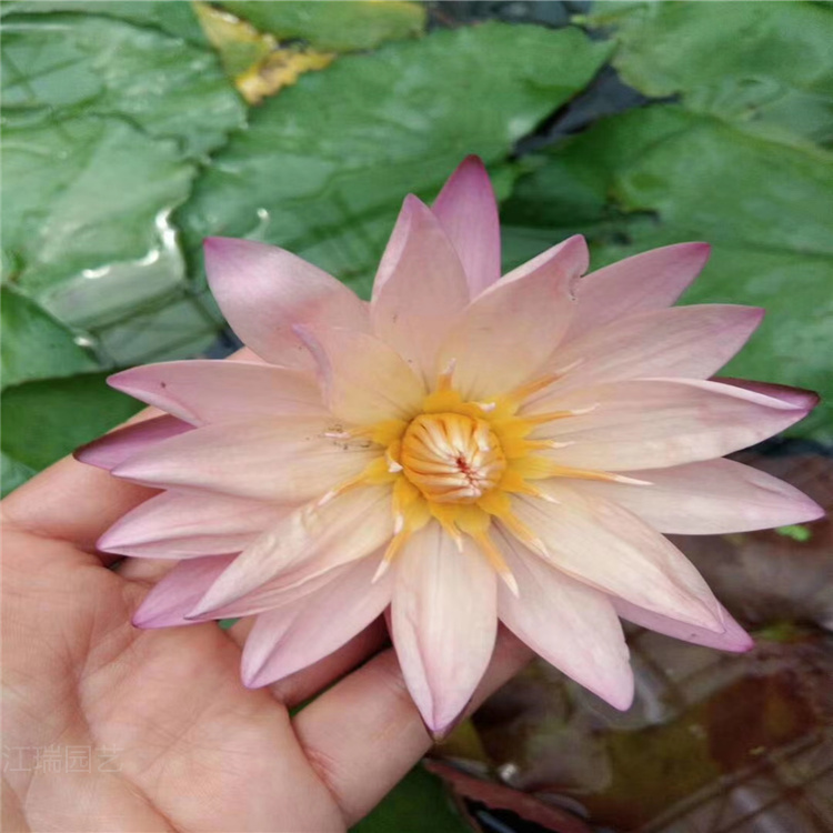 睡莲盆景花卉批发 睡莲厂家批发价格 花姿楚楚动人