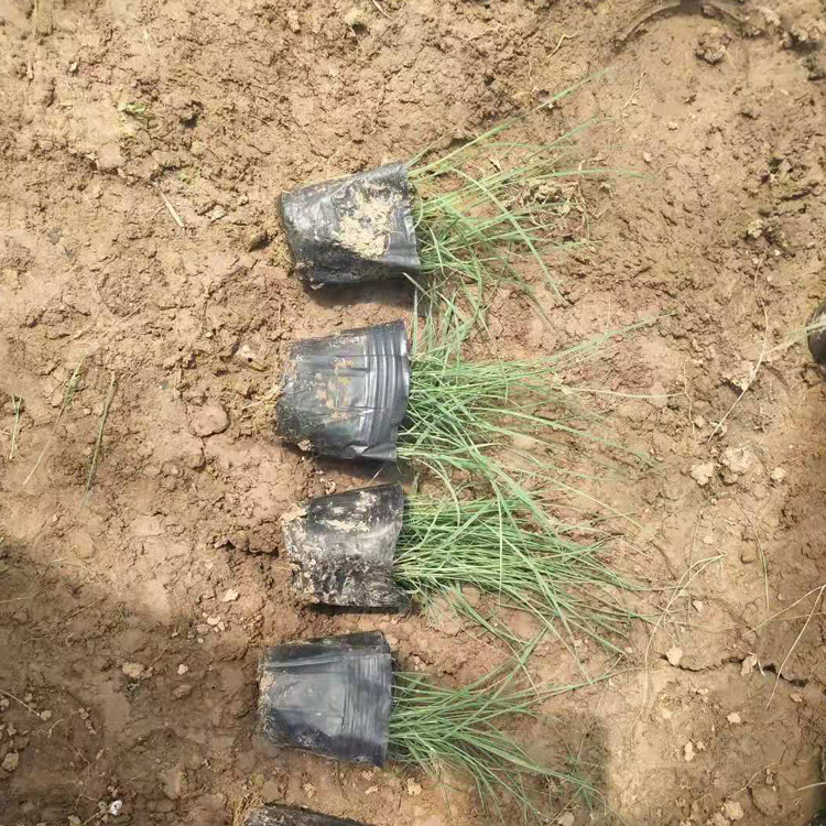 草类植物粉黛乱子草小苗  粉黛乱子草行情  多年生暖季型草本