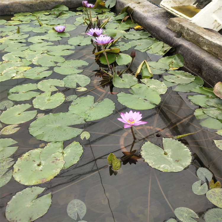 水域美化睡莲苗 标准盆睡莲花苗 亭亭玉立 江瑞水生植物基地