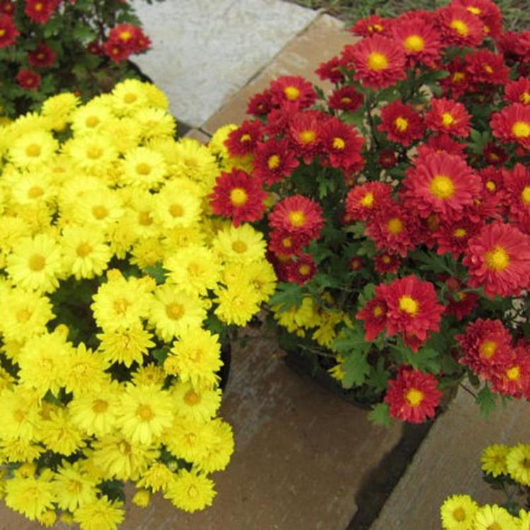 绿化景观用国庆菊   造型菊花   花姿优美