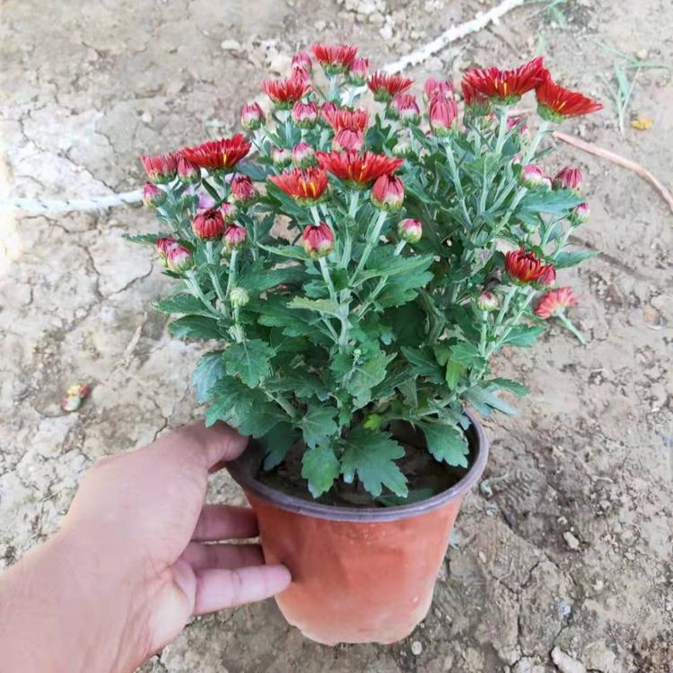 国庆菊批发   国庆菊种植   花期9-10月