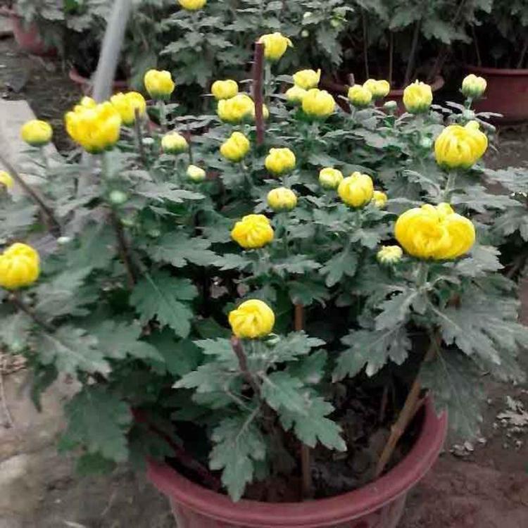 国庆菊批发   国庆菊种植   自然成型