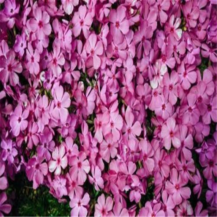 丛生禄福考小苗  质优价廉  山东宿根花卉芝樱批发
