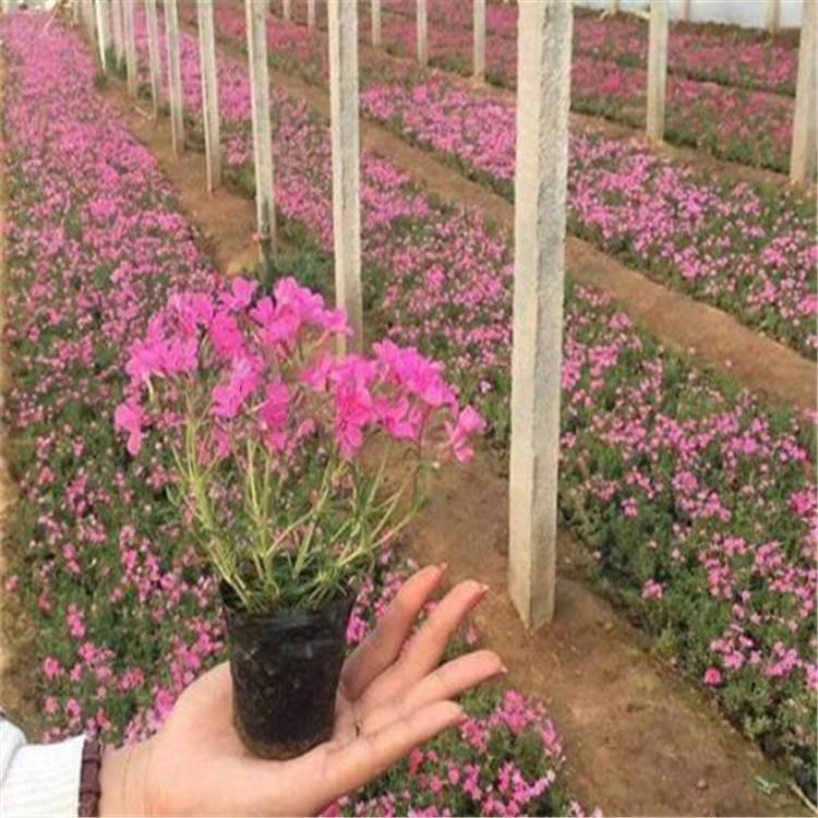 观赏用丛生福禄考花苗  打造网红花海  山东宿根花卉芝樱种植