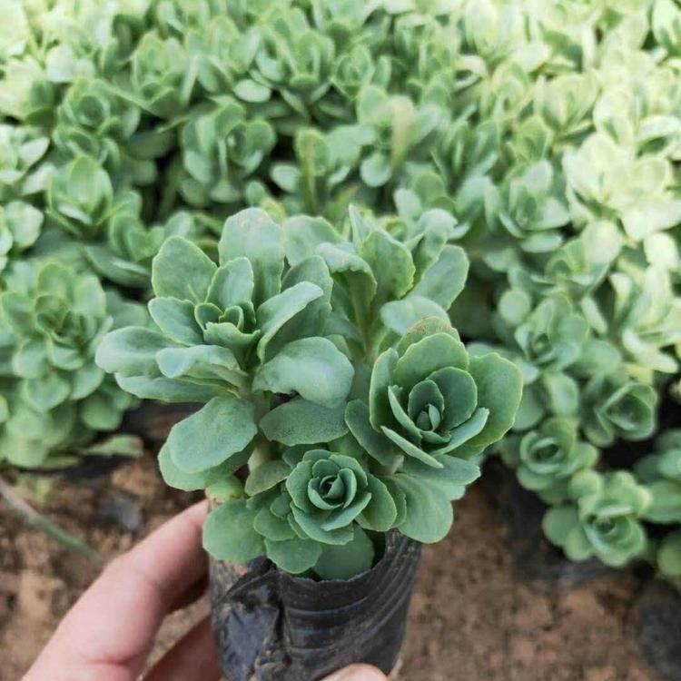 青州八宝景天幼苗   八宝景天行情  茎直立