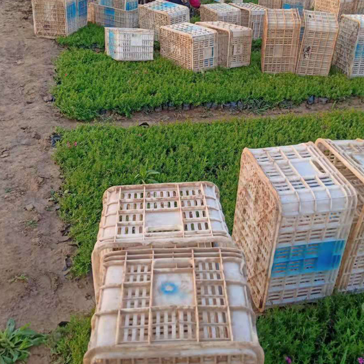 丛生福禄考花海苗  大量供应  青州花卉芝樱种植