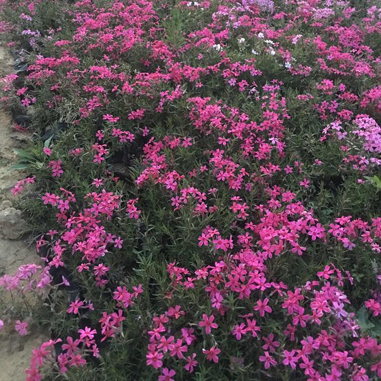 丛生禄福考小苗  打造网红花海  青州花卉芝樱行情