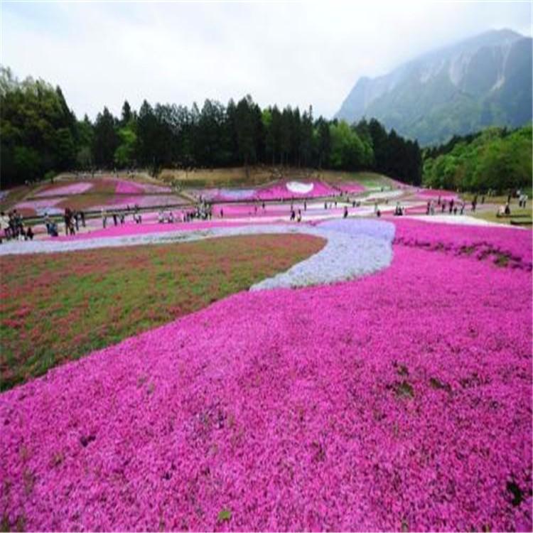 芝樱盆栽  量大从优  山东种植基地芝樱批发