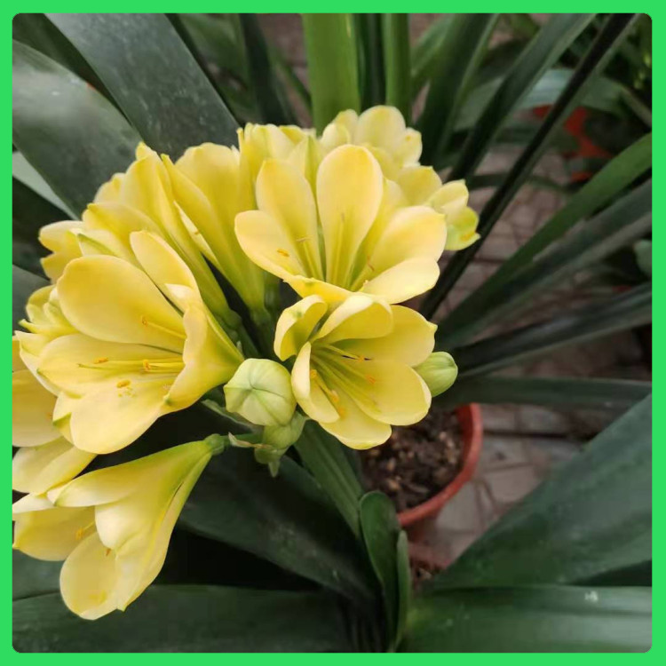 花卉苗木欣赏精品君子兰出售     君子兰基地青州花卉