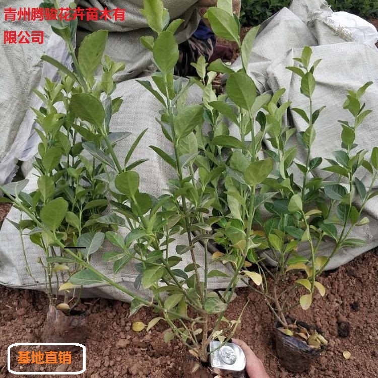 卫矛批发  卫矛腾骏苗木基地供应