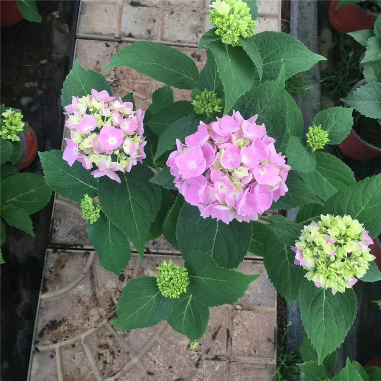 众智园林   银边八仙花绣球  观赏花木盆栽