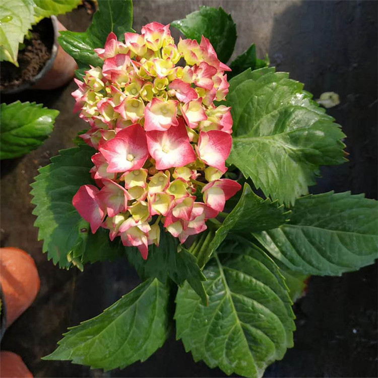 众智园林   德国八仙花绣球  绣球花景观打造