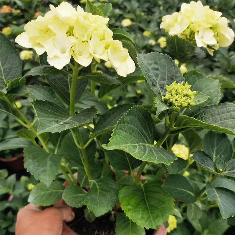 众智园林   紫茎八仙花绣球  绣球花品种