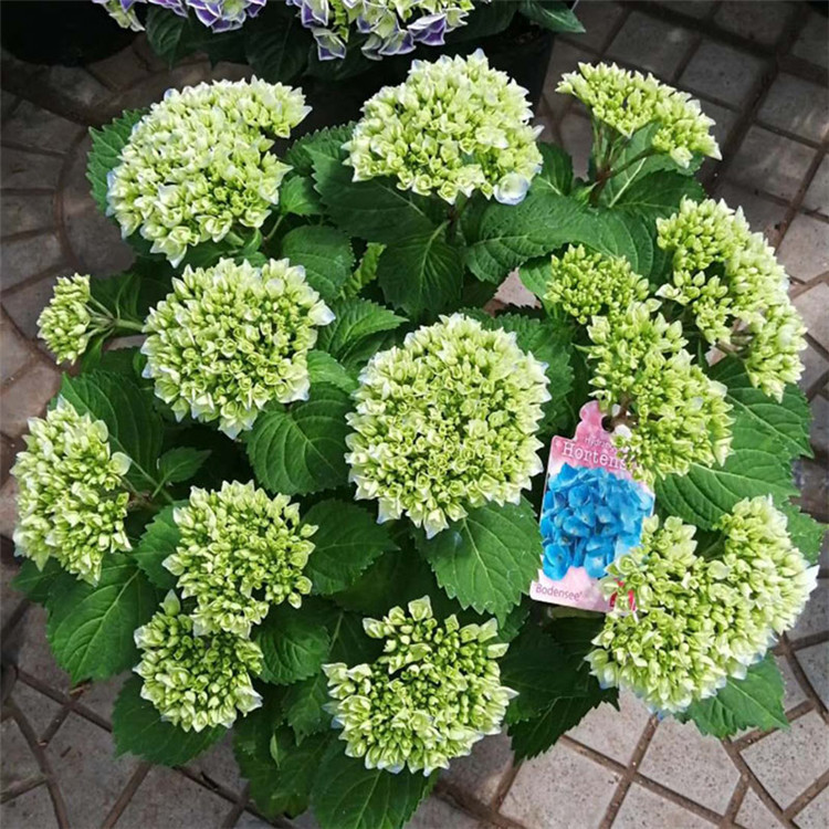 众智园林   德国八仙花绣球  绣球花品种