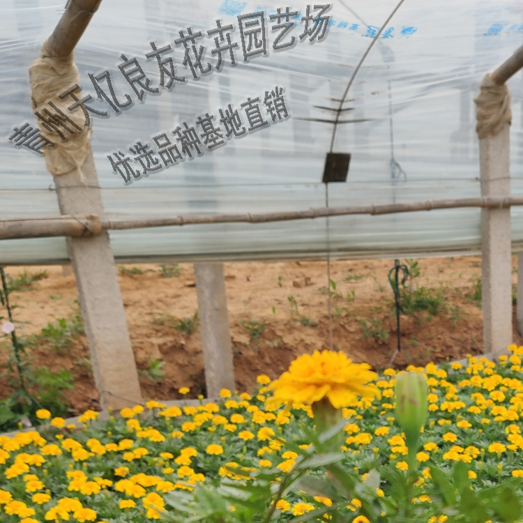 孔雀草 孔雀草直供 孔雀草价格