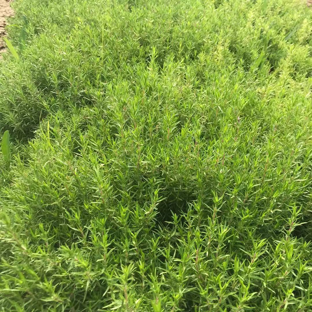 丛生福禄   耐寒耐热  花多花期早    抗旱