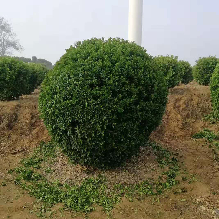 市政大叶黄杨球 大叶黄杨种植基地 大叶黄杨柱批发 大叶黄杨苗