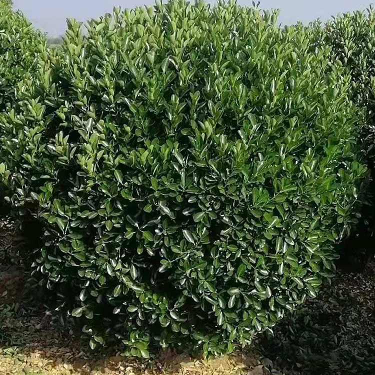 批发大叶黄杨苗 工程绿化苗木 绿篱植物 北海道黄杨 四季常青 规格齐全