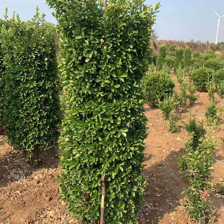菏泽大叶黄杨柱 市政大叶黄杨柱 苗木产地供应 基地直销 质量可靠