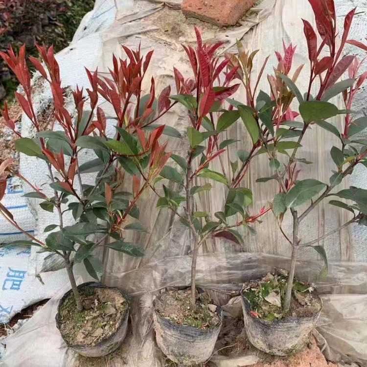 绿化苗木红叶石楠行情  红叶石楠小苗 花多而密
