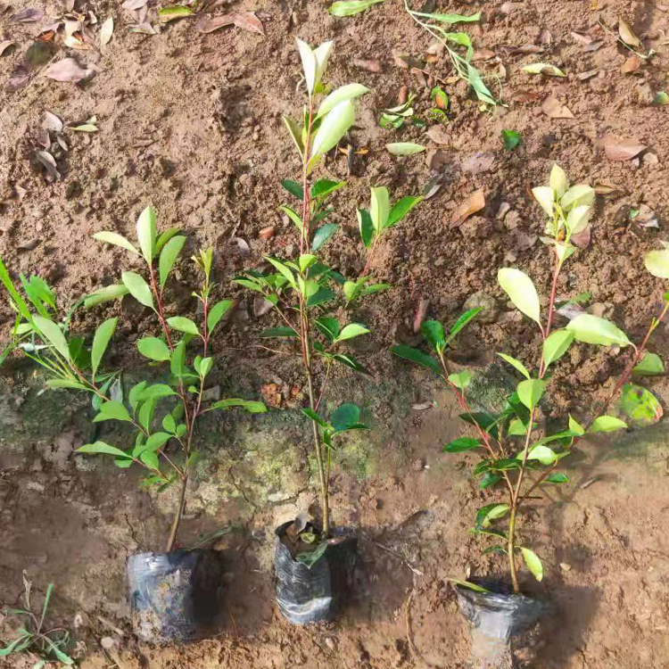 山东花卉红叶石楠报价  火焰红 形状可千姿百态