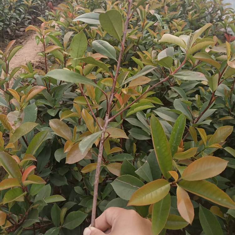 青州种植基地红叶石楠行情  红罗宾 复伞房花序