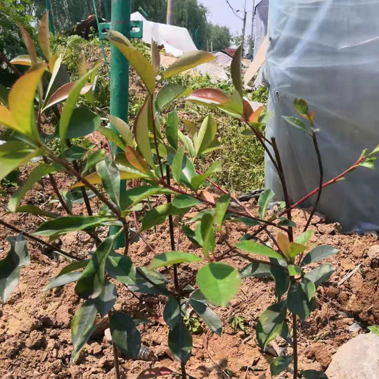 江瑞红叶石楠供应  红叶石楠小苗 观赏价值高