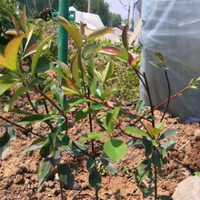 江瑞红叶石楠供应  红叶石楠小苗 观赏价值高
