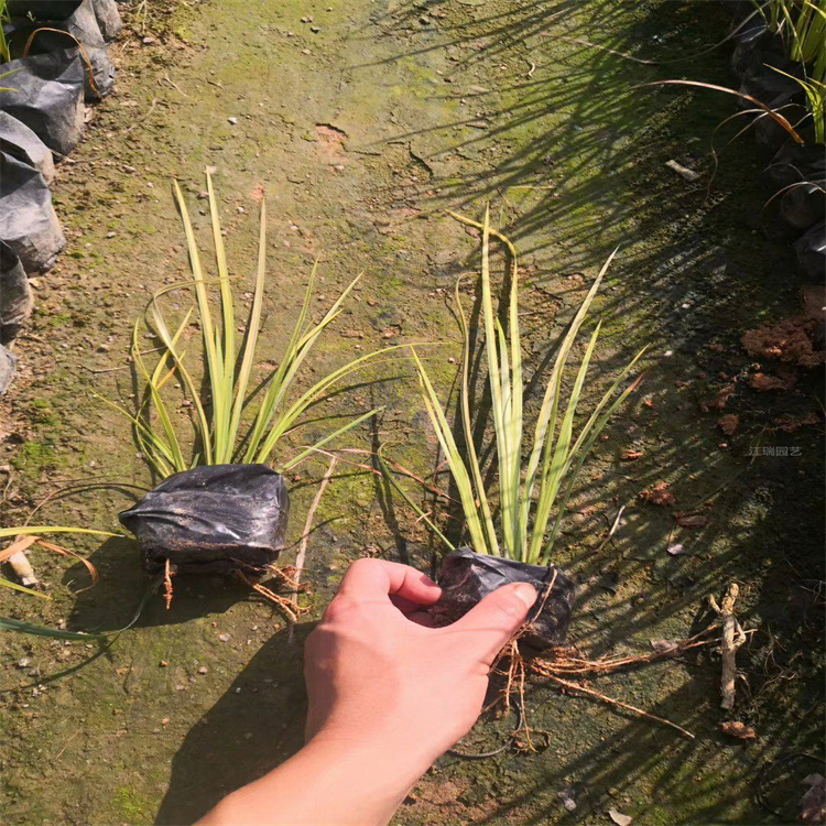 金叶石菖蒲芽多 金叶石菖蒲大小盆苗 种子可定制