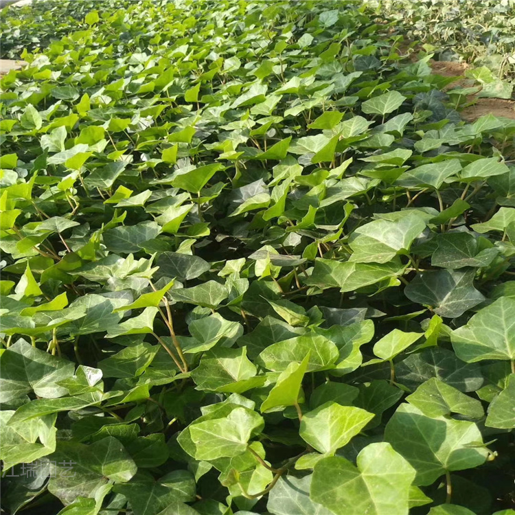 黄金薯花境打造产品 金叶署种植厂家 黄金薯产地报价