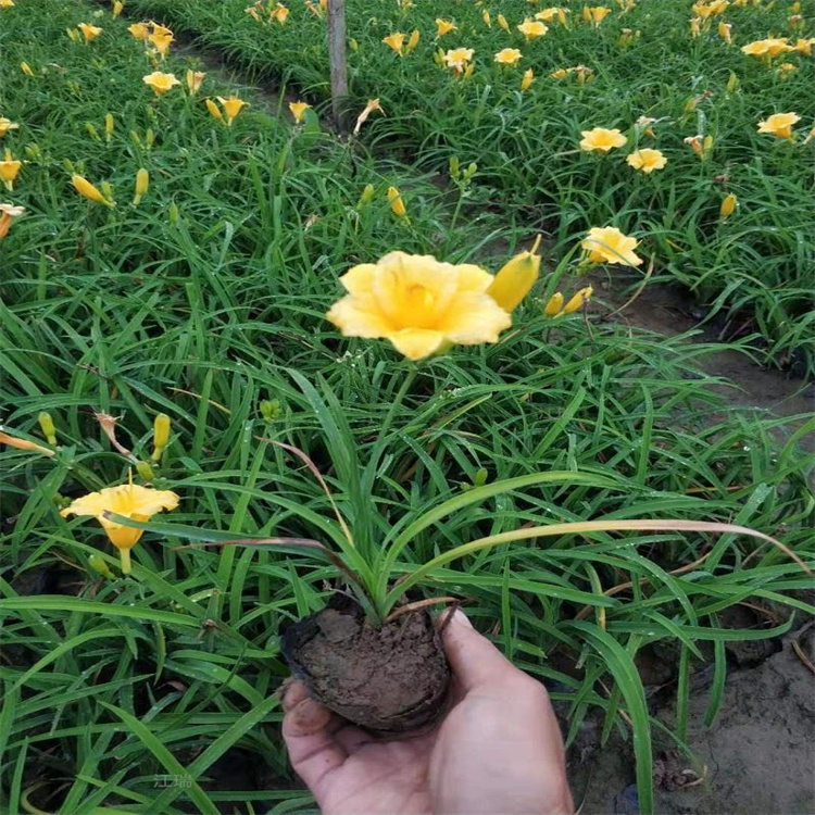 杭州金娃娃萱草现货上车 金娃娃萱草盆栽多芽 移植易成活