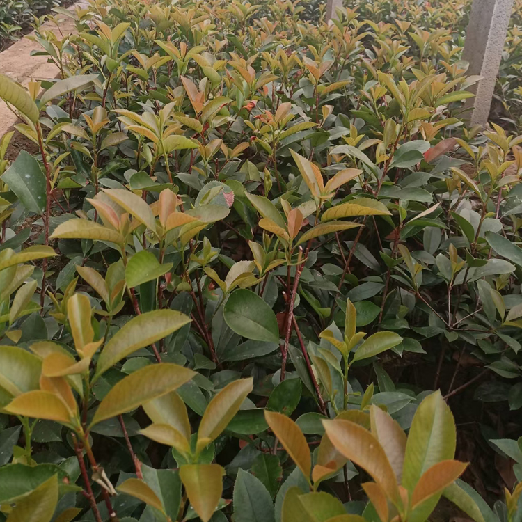 酸叶石楠 景观效果美丽  山东花卉红叶石楠批发