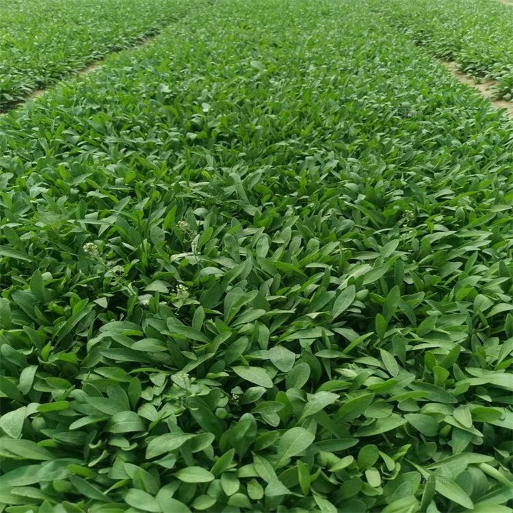 金鸡菊产地报价 金鸡菊花坛布景植物 江瑞花卉