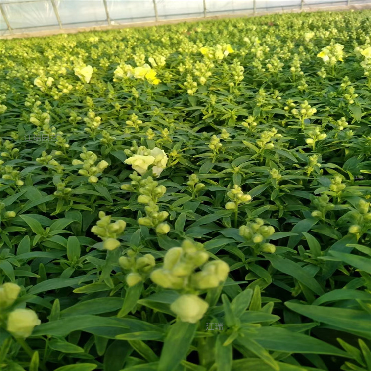 浙江金鱼草产地报价 金鱼草花境打造 江瑞花卉