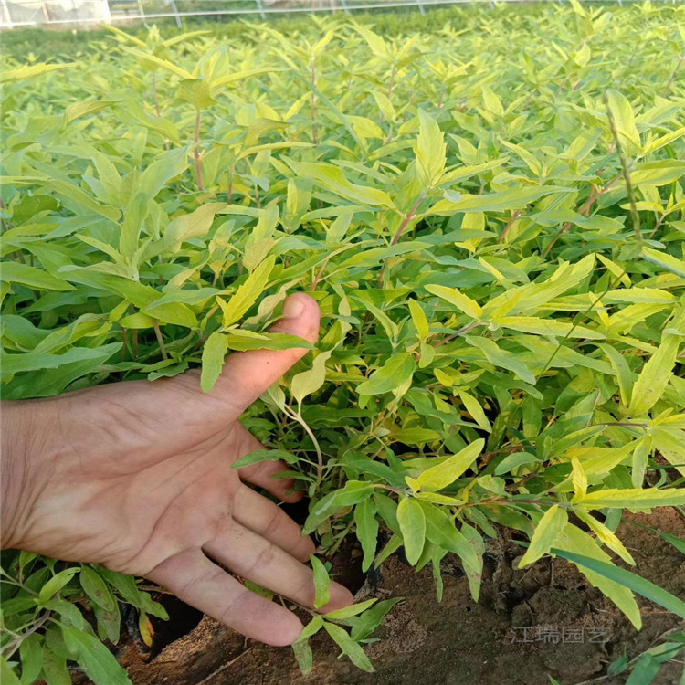 金叶莸花坛布景植物 金叶莸批发价格 欢迎询价