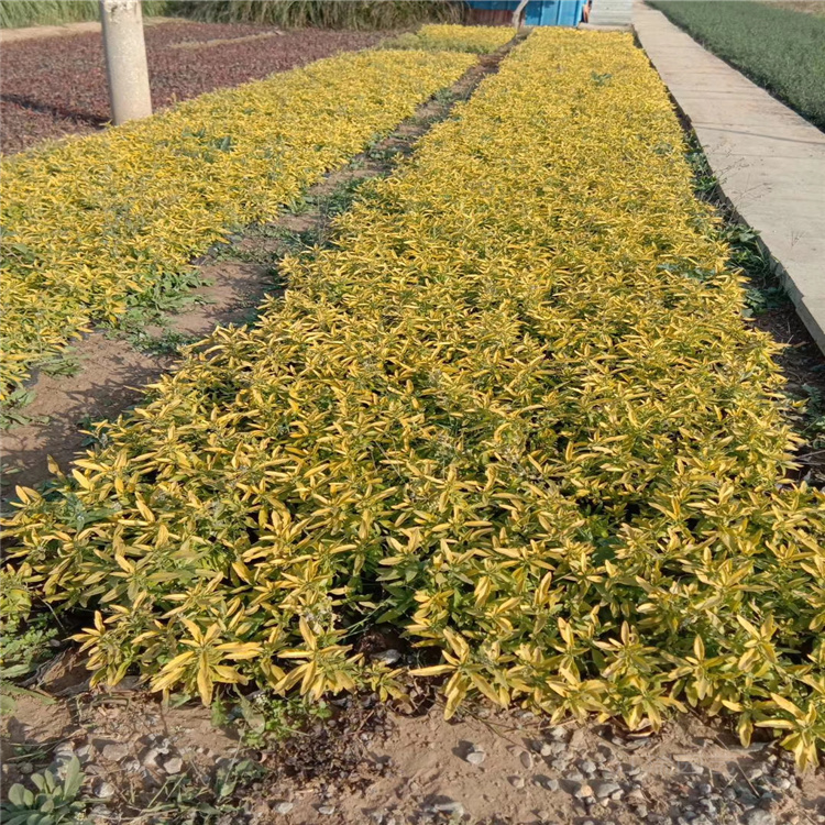 金叶莸现货上车价 金叶莸种植方法 江瑞园艺