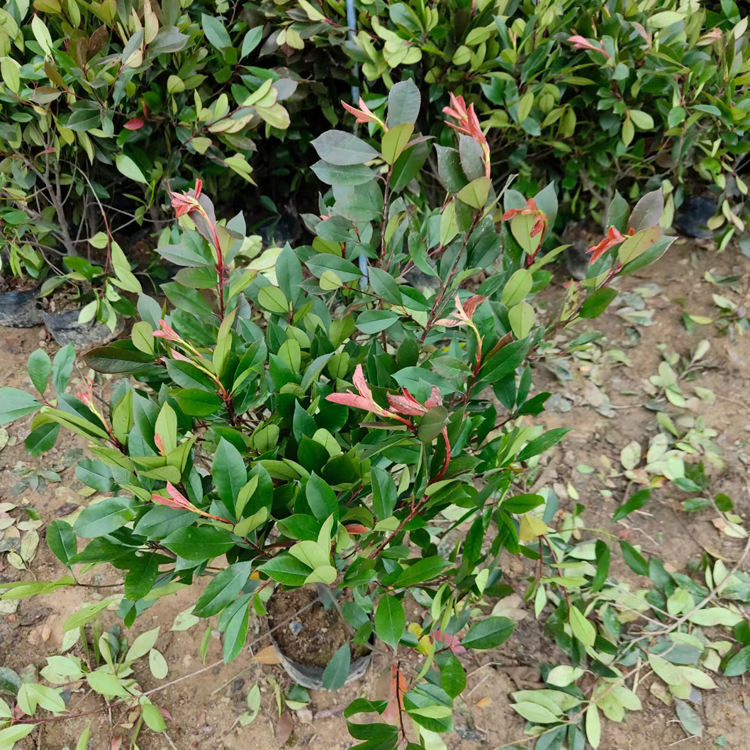 山东花卉红叶石楠批发  火焰红 观赏价值高
