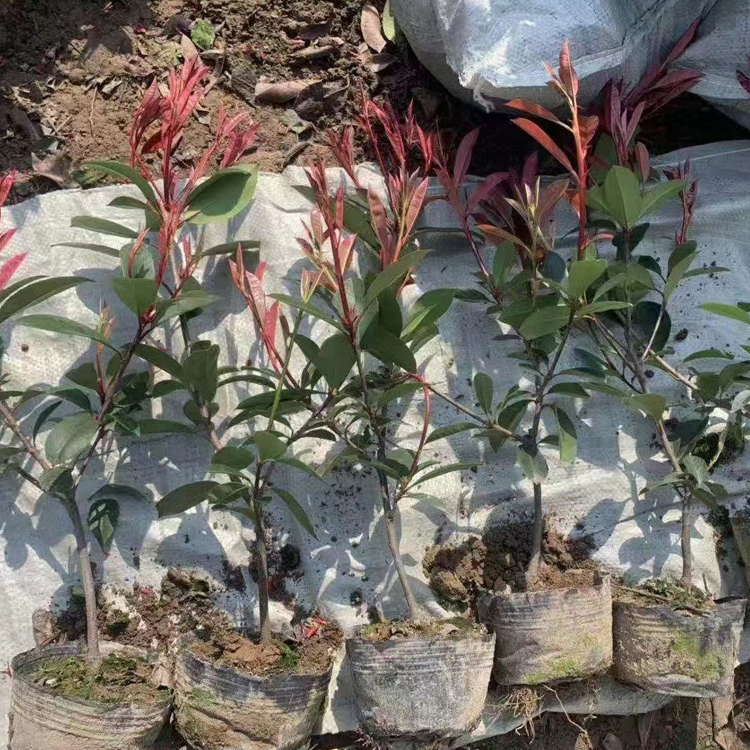 绿化苗木红叶石楠行情  红叶石楠苗 观赏价值高