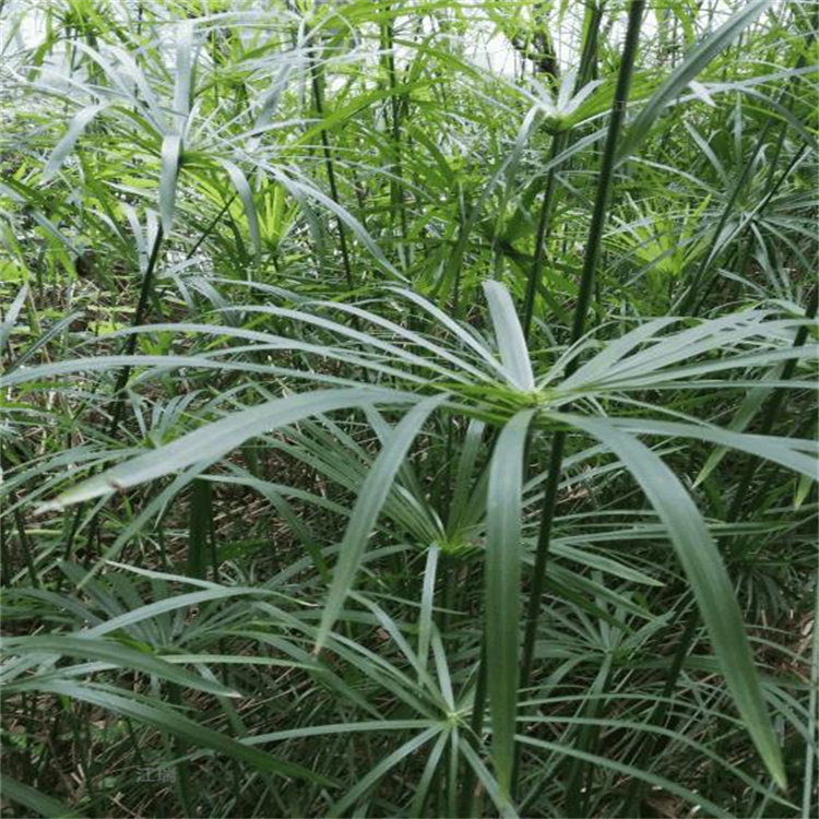 旱伞草水生植物精选厂家 旱伞草优育品种 江瑞承接水生植物工程施工