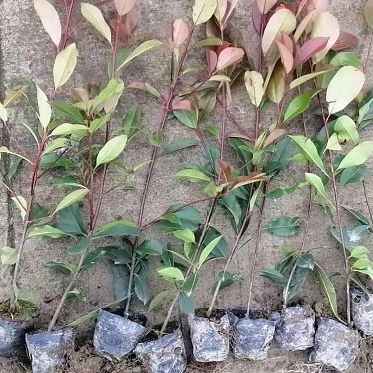 山东花卉红叶石楠供应  红叶石楠小苗 花多而密