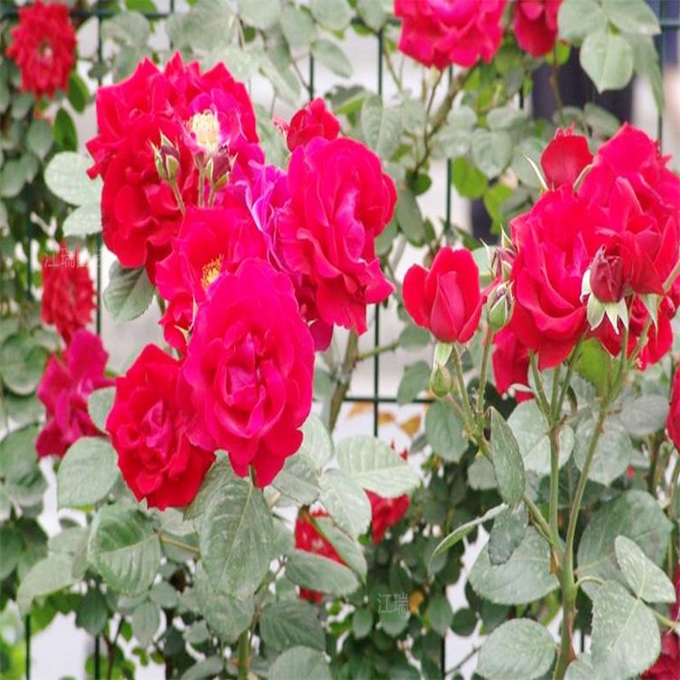 红帽月季产地报价 红帽月季花期长 江瑞月季基地