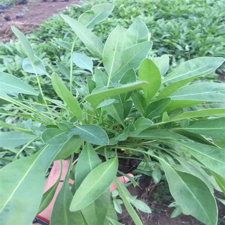 大花金鸡菊花海景观建设宿根花卉 金鸡菊现货上车 江瑞