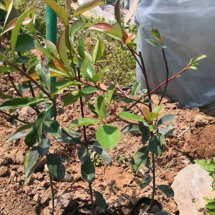 青州种植基地红叶石楠批发  红叶石楠小苗 观赏价值高