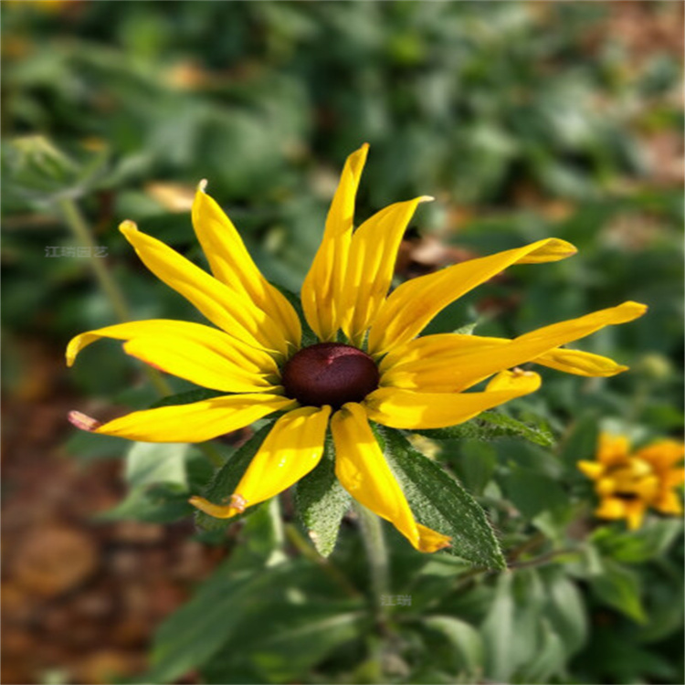 金光菊产地价格 金光菊花境打造 江瑞花卉