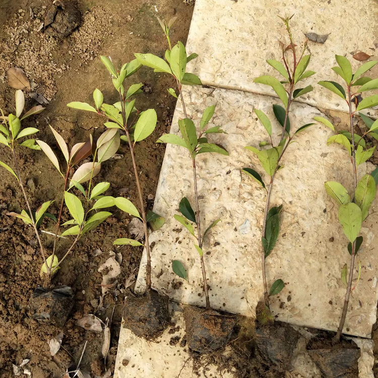 红叶石楠苗 景观效果美丽  青州种植基地红叶石楠批发