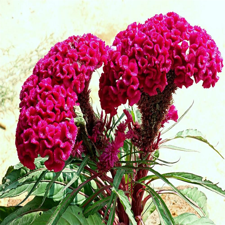 上海鸡冠花现货上车价 凤尾鸡冠花大量种植 组摆种植均可